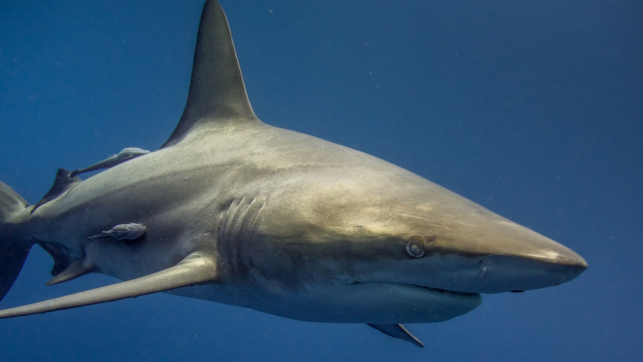 Shark Point Tayland'ın Köpekbalıklarıyla Dolu Dalış Alanı