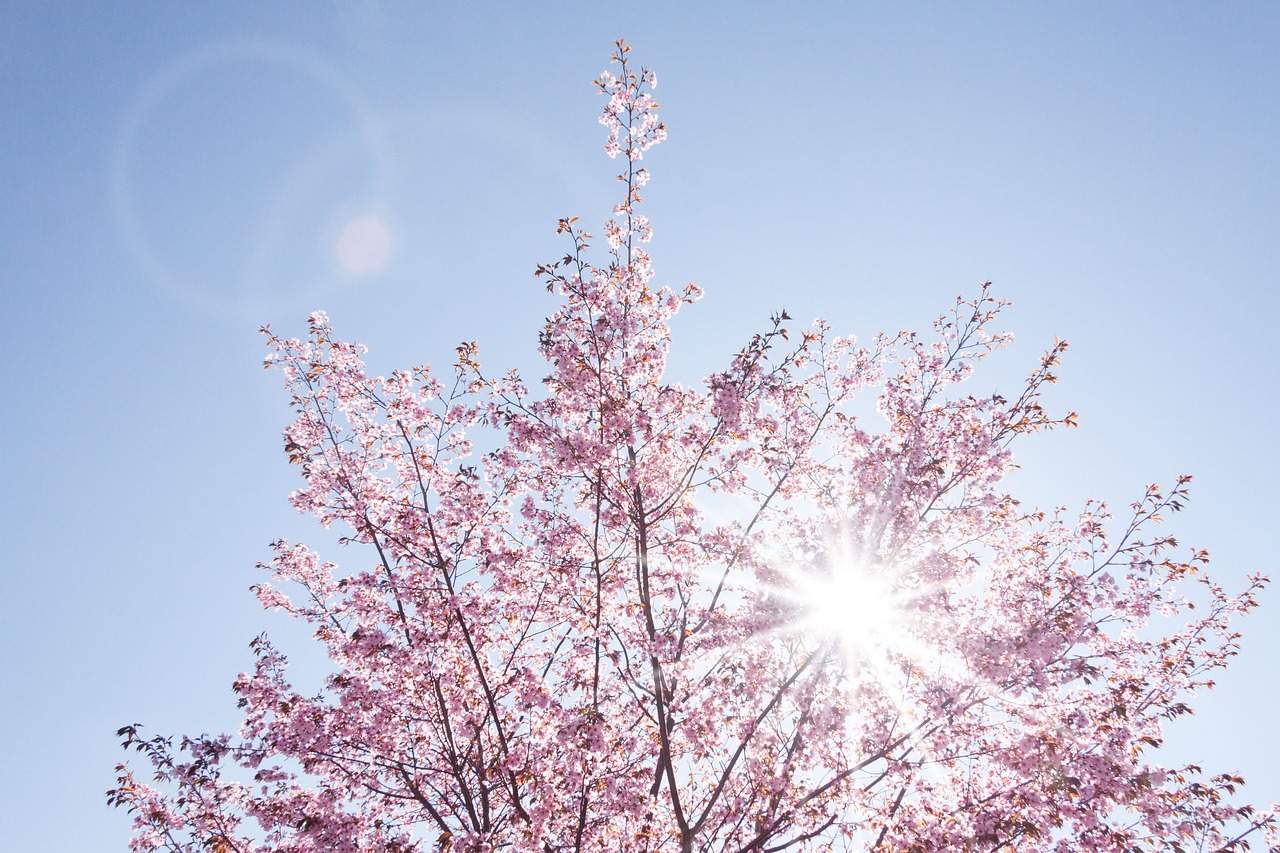 Japon Bahçelerinde Mevsim Geçişlerinin Büyüsü İlkbahar, Yaz, Sonbahar, Kış 