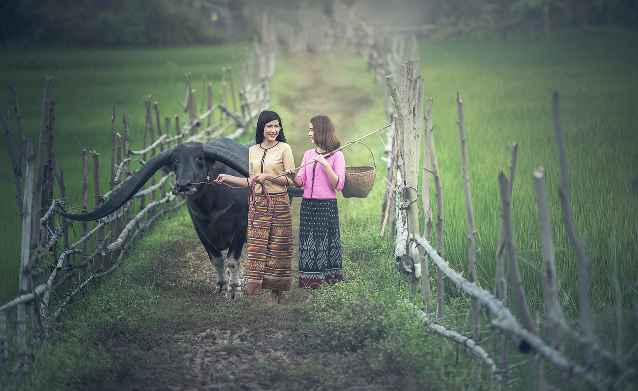 Palong Kabilesi Tayland'ın Tarım ve Toprak Bağlantısını Keşfedin