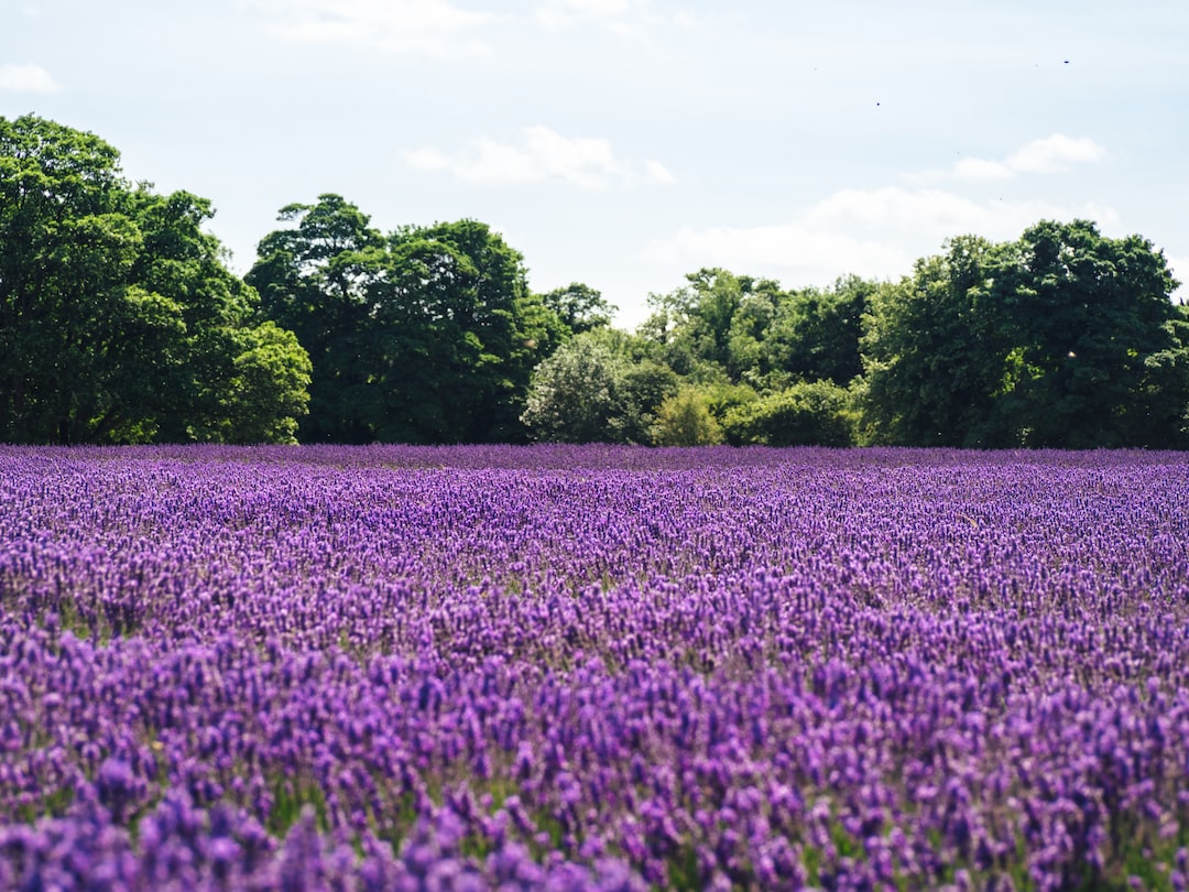 Lavanta Bahçelerinde Kaybolmak Provence'nin Saklı Cenneti