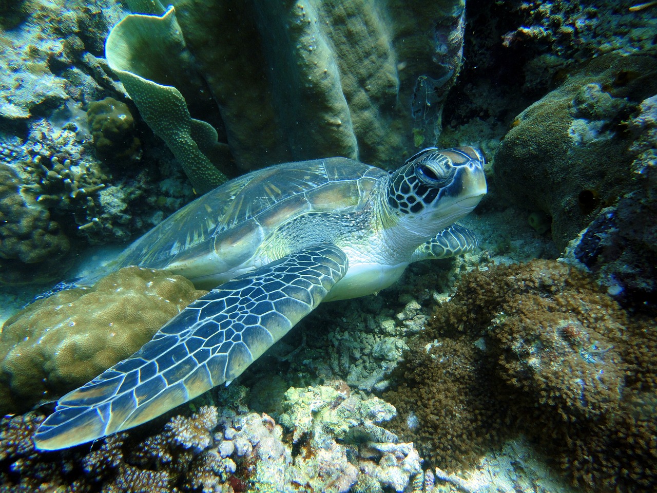 Tayland'ın Deniz Kaplumbağaları Koruma Projeleri ve Sahil Ekosistemleri