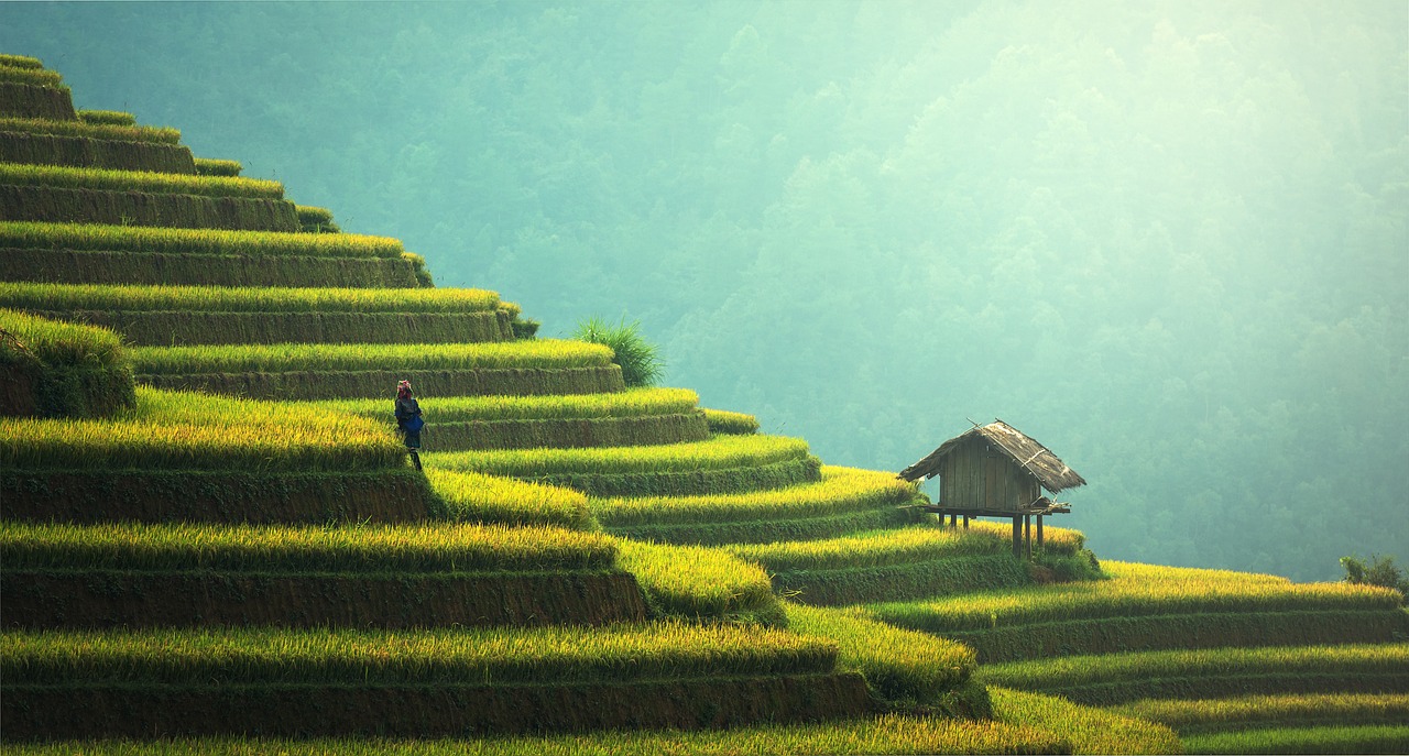 Tayland'ın Tarım Mirası Pirinç Tarlaları ve Yetişen Ürünler 