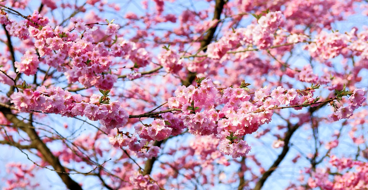 Japon Bahçelerinde Sezonluk Bakım ve Bahçe İyileştirme İpuçları