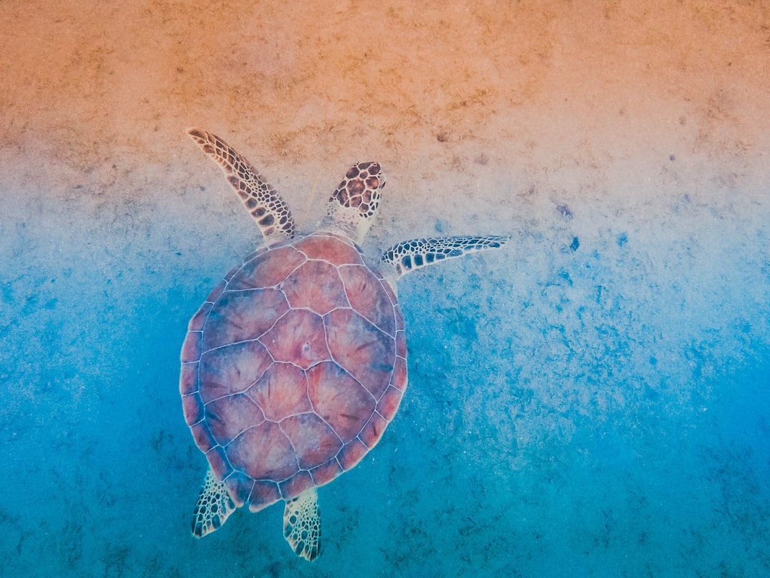 Tayland'da Deniz Kaplumbağaları Koruma Merkezleri Eğitim ve Rehabilitasyon ()