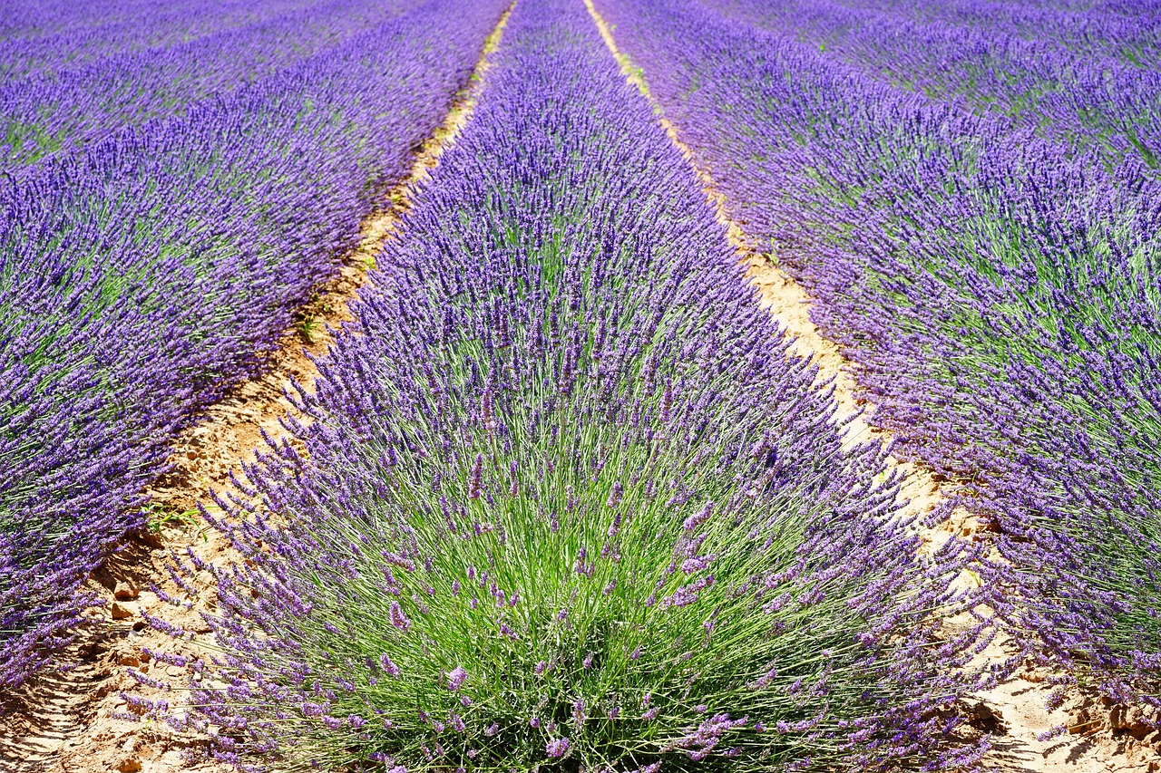 Provence'da Lavanta Kokulu Bir Serüven Doğanın Şifa Veren Gücü