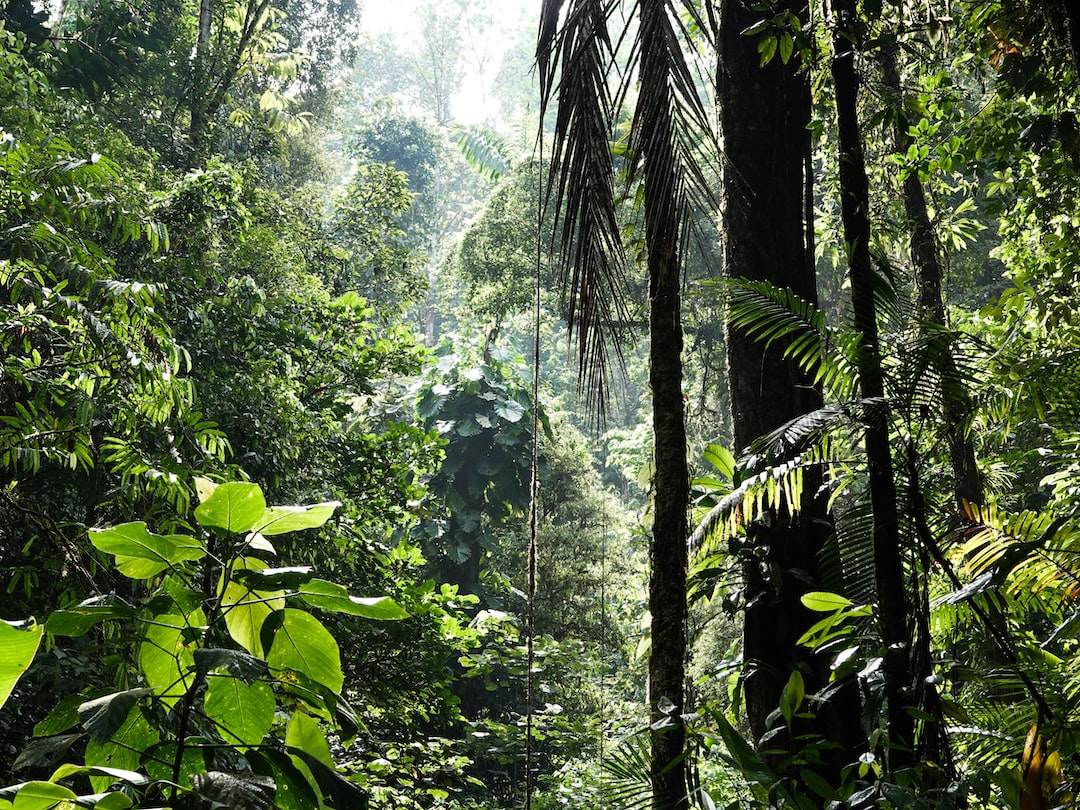 Tayland'ın Yerli Bitki Türleri Koruma Projeleri ve Biyoçeşitlilik Restorasyonu
