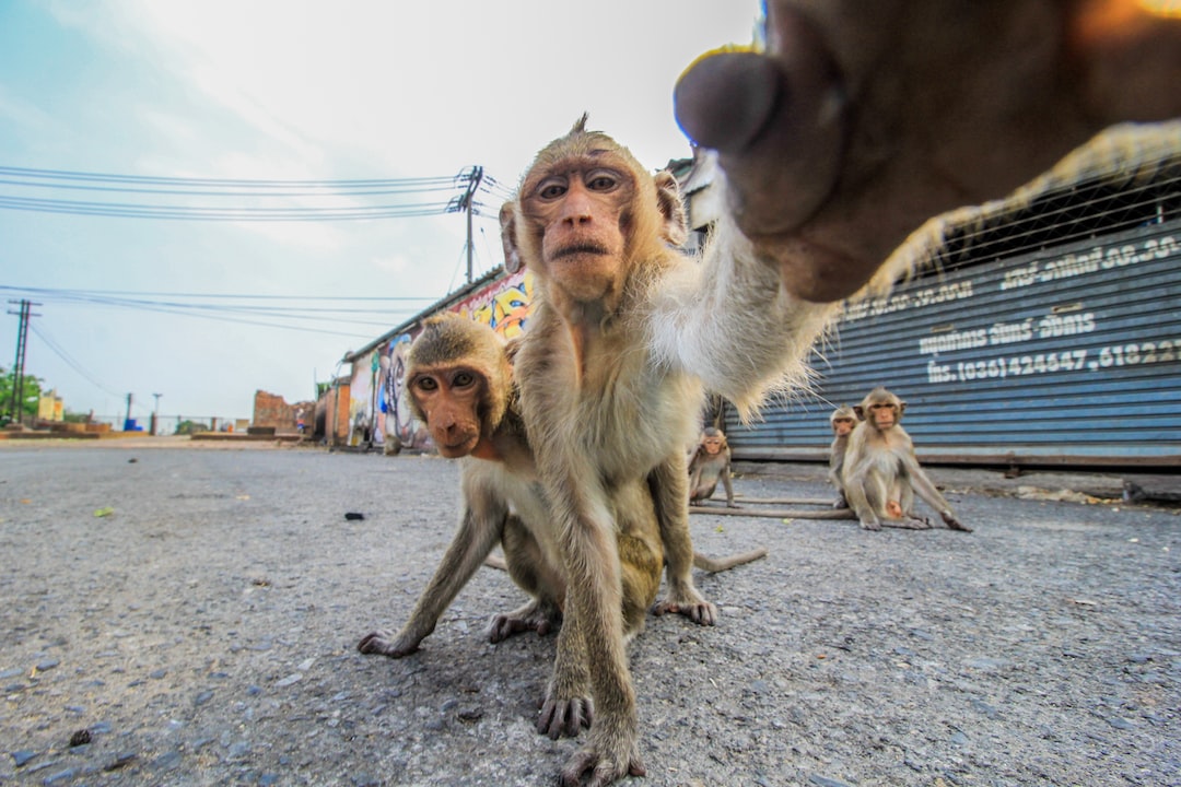 Lopburi Tayland'ın Maymun Şehri