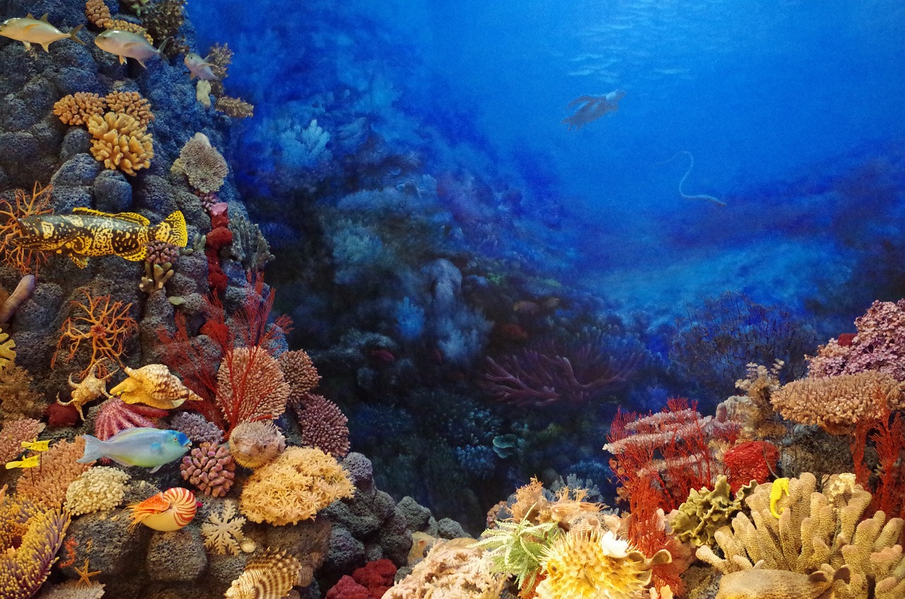 Tayland'ın Deniz Koruma Alanları Mercan Resifleri ve Deniz Canlılarına Destek